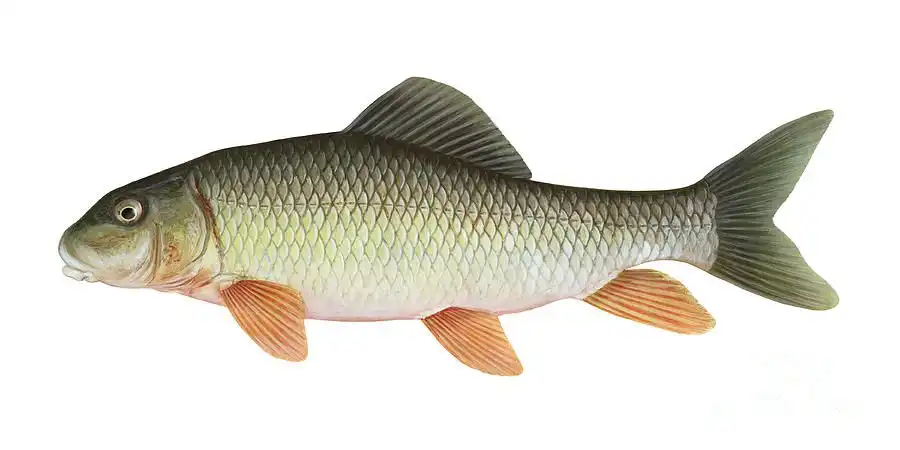 River redhorse
