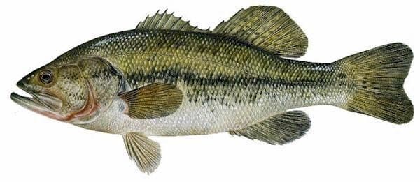 Largemouth